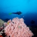 coral_soft_pc_v_0705_png1923.jpg